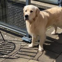 Hondenoppas werk Hillegom: baasje van Simba