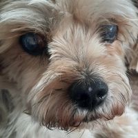 Hondenoppas werk Den Bosch: baasje van Diego