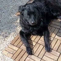 Hondenoppas werk Apeldoorn: baasje van Fritz