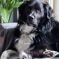 Hondenoppas werk Gasselte: baasje van Willow