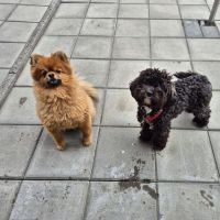 Hondenoppas werk Rotterdam: baasje van Jake en Jacey