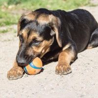 Hondenoppas werk Zutphen: baasje van Tara
