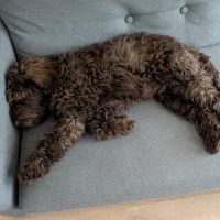 Hondenoppas werk Utrecht: baasje van Donut 