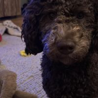 Hondenoppas werk Beek (Ubbergen): baasje van Soof