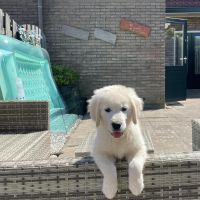 Hondenoppas werk Amersfoort: baasje van Maylow