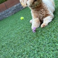 Hondenoppas werk Doetinchem: baasje van Ollie