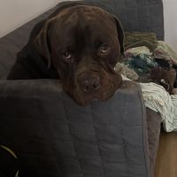 Hondenoppas werk Almelo: baasje van Willow