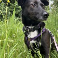 Hondenoppas werk Nijkerk: baasje van Coby