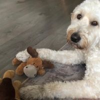 Hondenoppas werk Soest: baasje van Cody