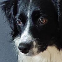 Hondenopvang Hoofddorp: Paula