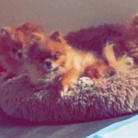 Hondenoppas werk Rosmalen: baasje van Coco dolly Zinzey 