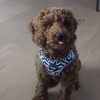 Hondenoppas werk Almere: baasje van Teddy