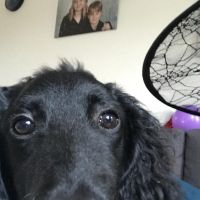 Hondenuitlaatservice Tiel: Iris