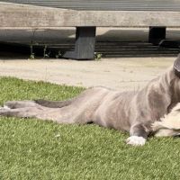 Hondenoppas werk Stiphout: baasje van Jutta