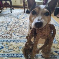 Hondenoppas werk Maastricht: baasje van Sjuulke