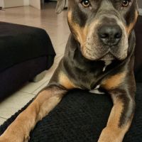 Hondenoppas werk Zoetermeer: baasje van Tyson 
