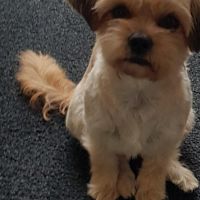 Hondenoppas werk Almelo: baasje van Olly