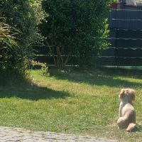 Hondenoppas werk Sittard: baasje van Boyke 