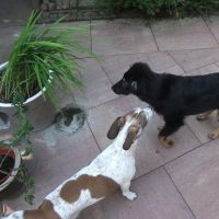 Hondenoppas werk Emmen (Drenthe): baasje van Charlie en Tommy