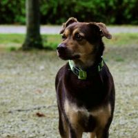 Hondenoppas werk Roosendaal: baasje van Maxke