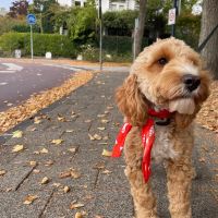 Hondenoppas werk Leiden: baasje van Billy