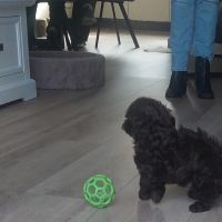 Hondenoppas werk Pijnacker: baasje van Teddy