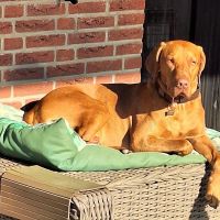 Hondenoppas werk Hengelo (Overijssel): baasje van Prince