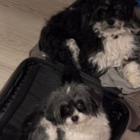 Hondenoppas werk Capelle aan den IJssel: baasje van Hugo en Rico