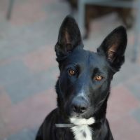 Hondenoppas werk Zevenhuizen (Leek): baasje van Dolly