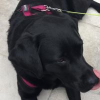 Hondenoppas werk Vlissingen: baasje van Charley