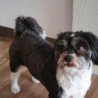 Hondenopvang Swalmen: Lilian