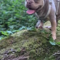 Hondenoppas werk Elsloo (Limburg): baasje van Marley