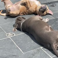 Hondenoppas werk Houten: baasje van Bella en Jayson