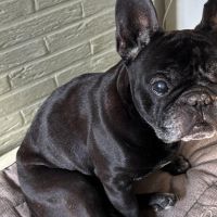 Hondenoppas werk Roosendaal: baasje van Amigo & Indy