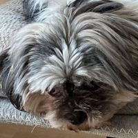Hondenoppas werk Rijen: baasje van Pip