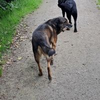 Hondenopvang Boxtel: Kirsten 