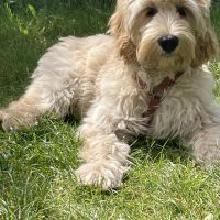 Hondenoppas werk Ede: baasje van Bailey