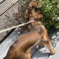 Hondenuitlaatservice Zeewolde: Stephanie