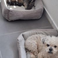 Hondenoppas werk Oost-Souburg: baasje van Brownie en blaze
