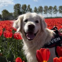 Hondenoppas werk Utrecht: baasje van Sven