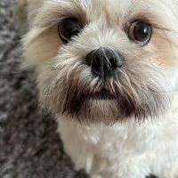 Hondenoppas werk Uden: baasje van Sammie