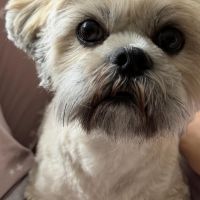 Hondenoppas werk Uden: baasje van Sammie