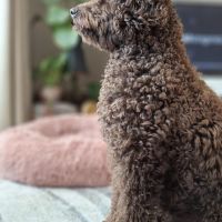 Hondenoppas werk Alphen aan den Rijn: baasje van Teddy