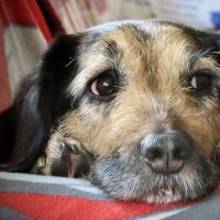 Hondenoppas werk Leeuwarden: baasje van Daisy