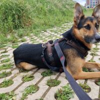 Hondenoppas werk Nijmegen: baasje van Sam