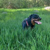 Hondenoppas werk Emmen (Drenthe): baasje van Xena