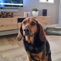 Hondenoppas werk Terschuur: baasje van Bobby 