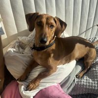 Hondenoppas werk Utrecht: baasje van Frencky