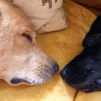 Hondenoppas werk Laren (Gelderland): baasje van Ziggy & Marley