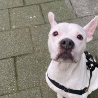 Hondenoppas werk Hellevoetsluis: baasje van Djeeda